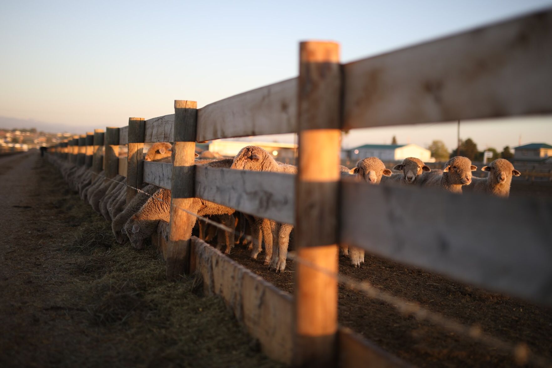 Sheep feedlot.jpg